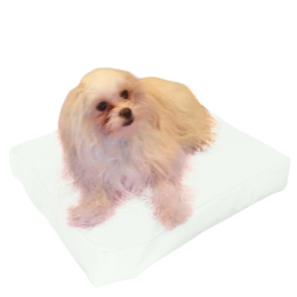 Beanbag Animal Petit style CA-CH4