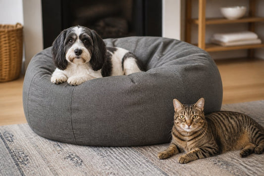 5 raisons d'investir dans un pouf résistant aux animaux